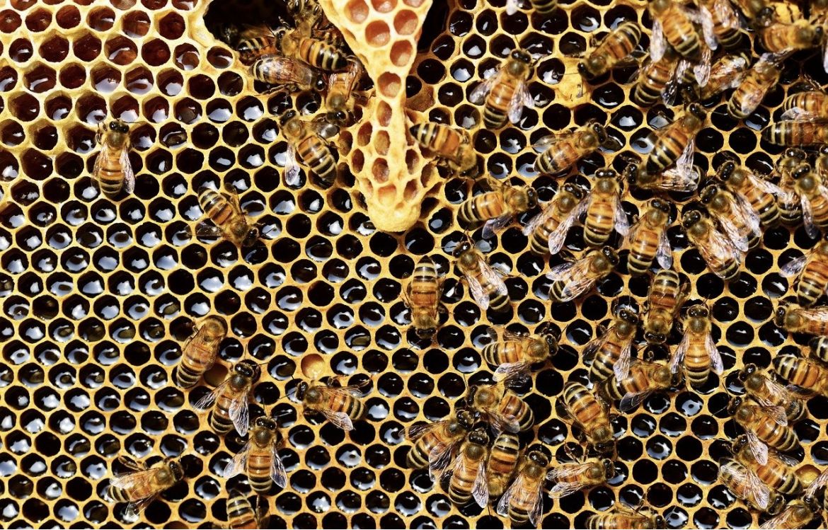 Le corps de l'abeille  UNAF Abeilles sentinelles
