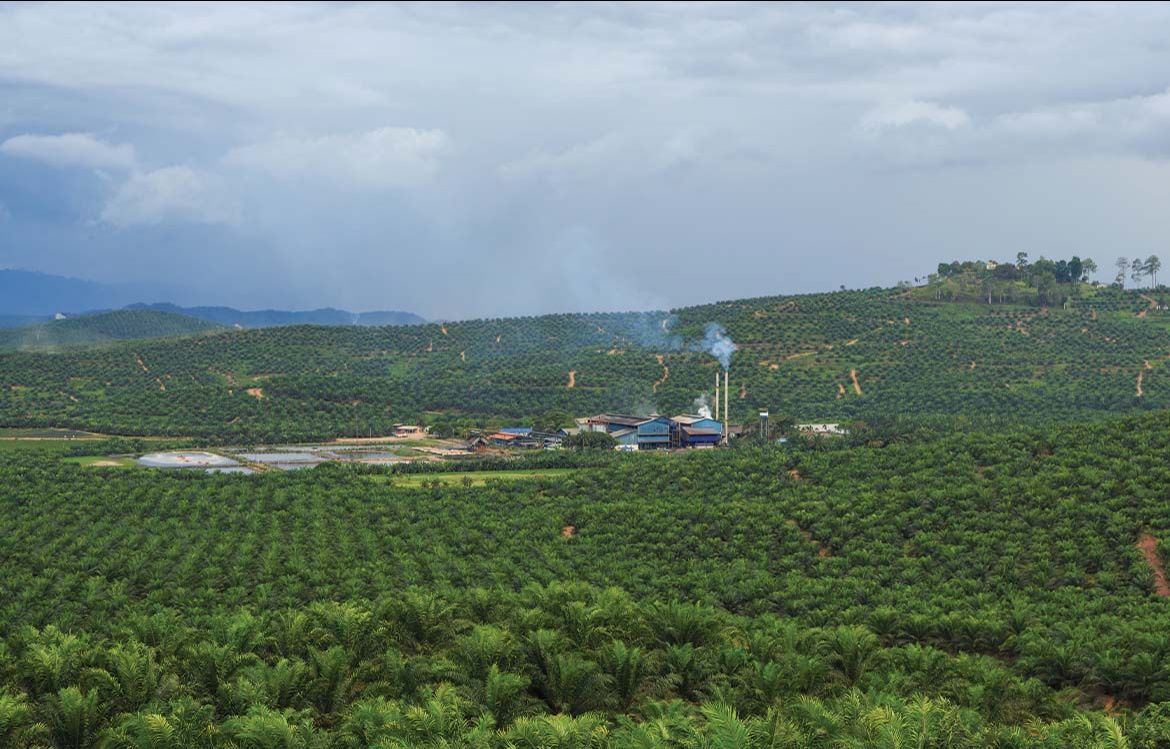 Champs d’huile de palme dans le district de Kunak, à Sabah, en Malaisie. 2015.