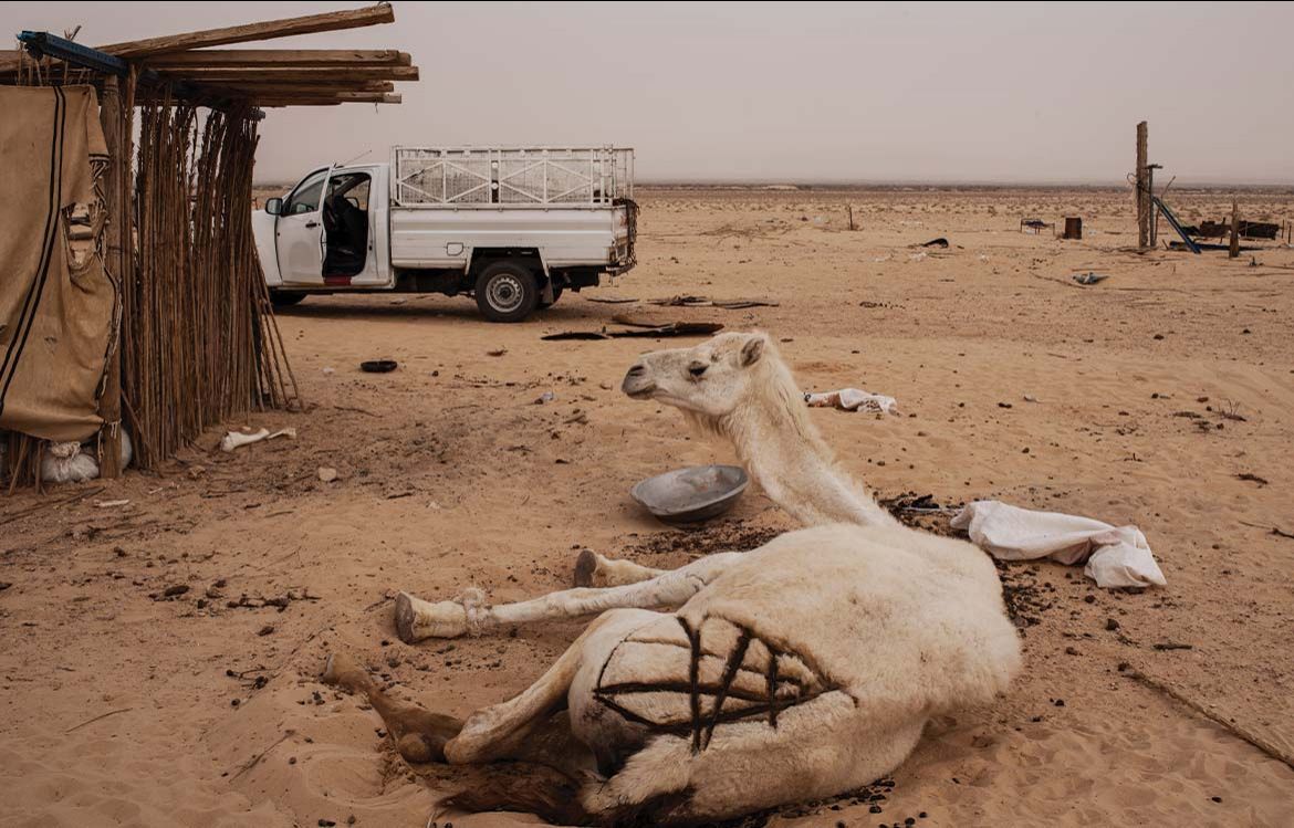 Un chameau gît malade dans le sable après être allé brouter près du barrage voisin où sont collectées les eaux usées de la laverie de Métlaoui.